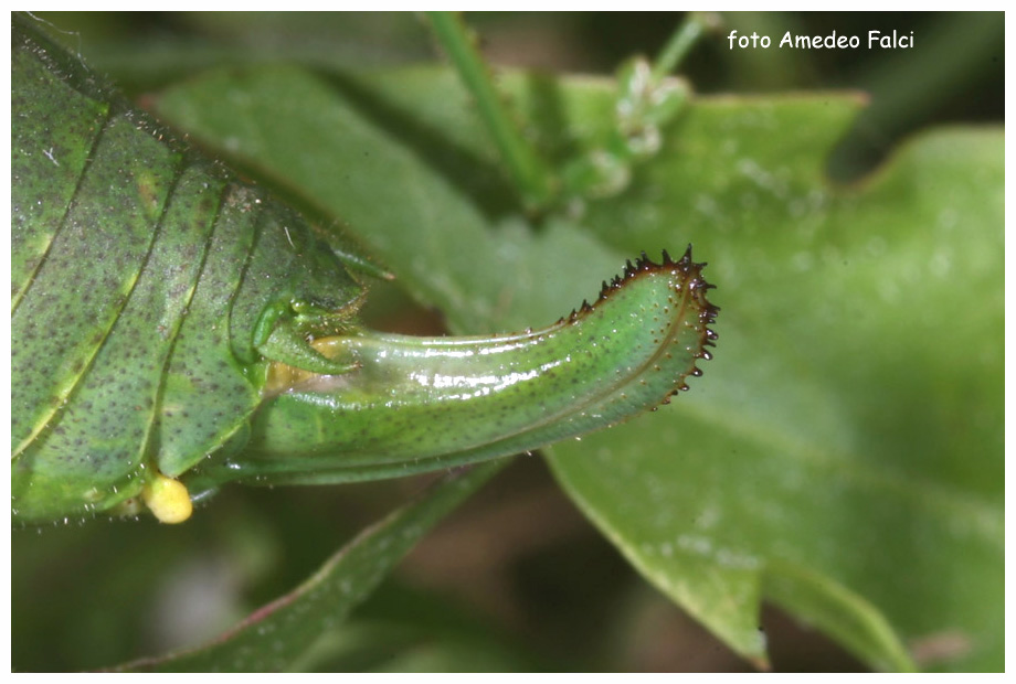 Metaplastes sp. femmina in Sila (CS).